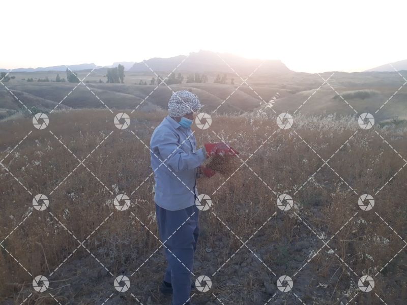 گندم زار -دژکوه - 2