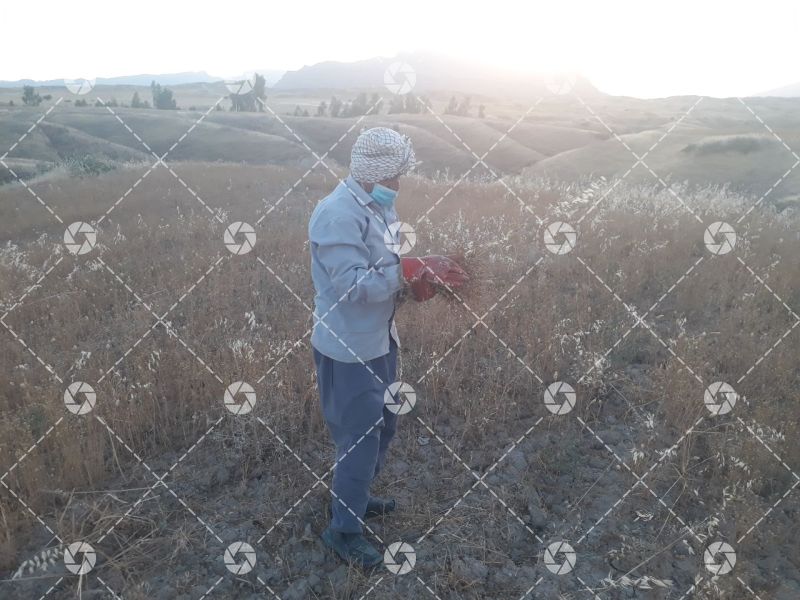 گندم زار -دژکوه - 1